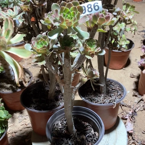 璞***玉968三颗法师多肉植物