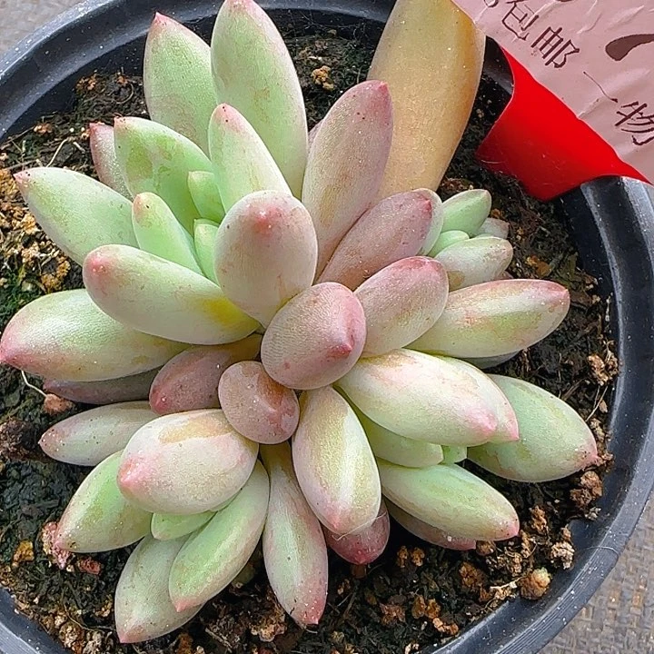 黄体水晶球676多肉植物'