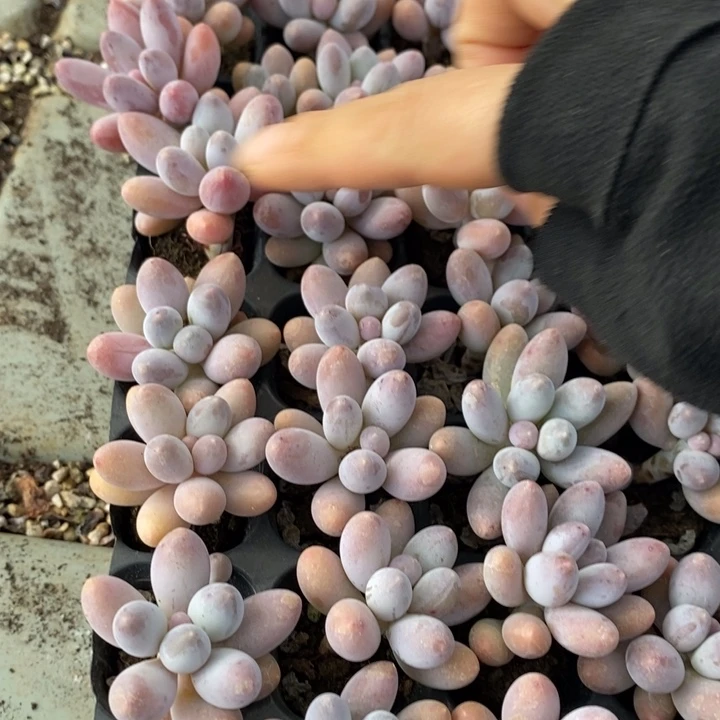 128 多肉植物盆栽花卉