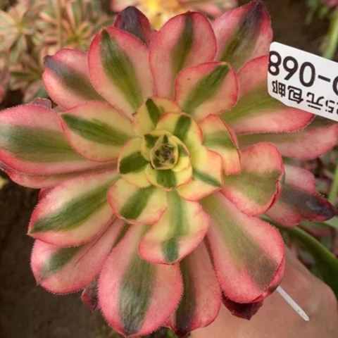 华****868嫁接爱丽丝满25包邮多肉