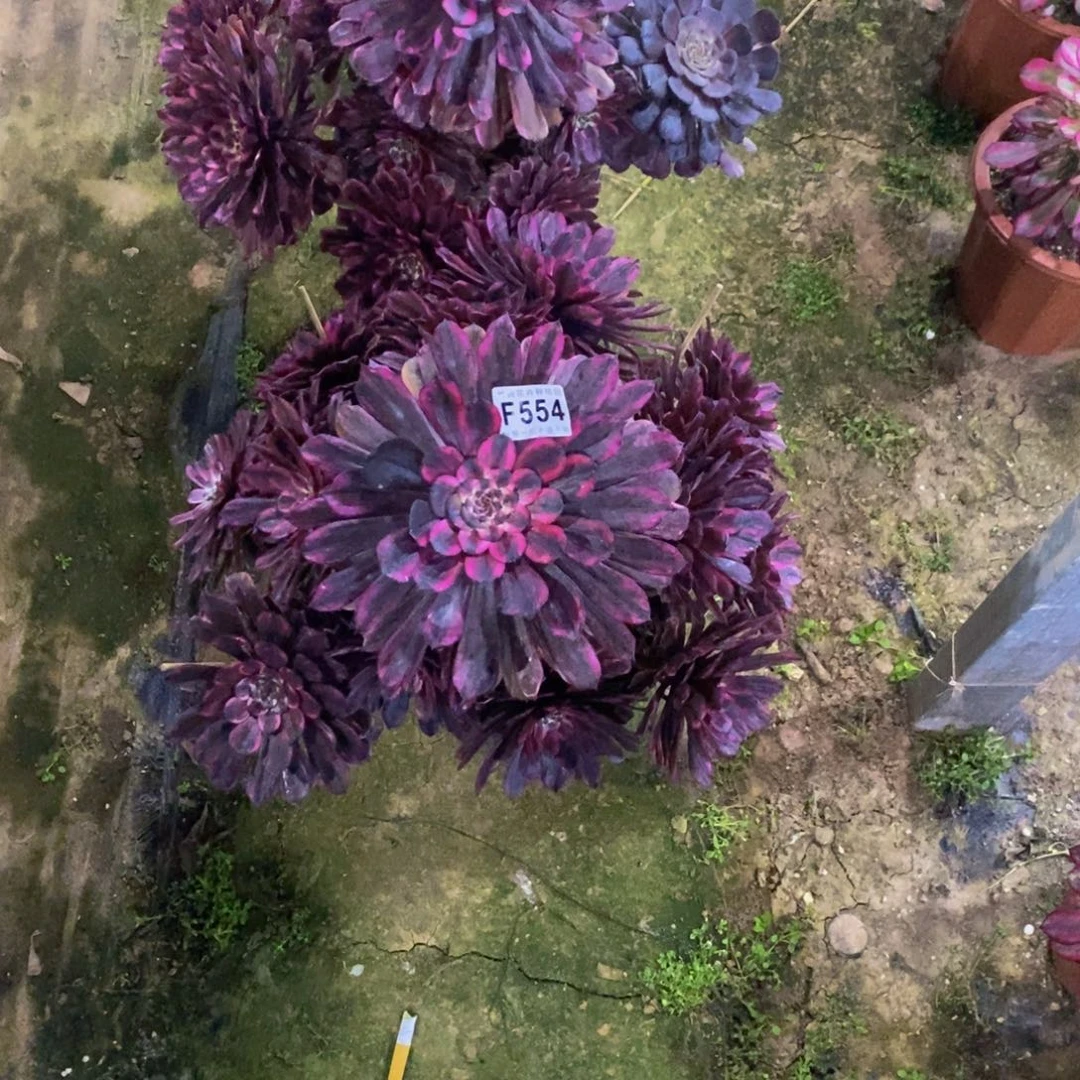 553.554油墨画两颗