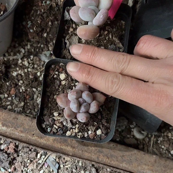 ʚ**c g x x g v d r 023