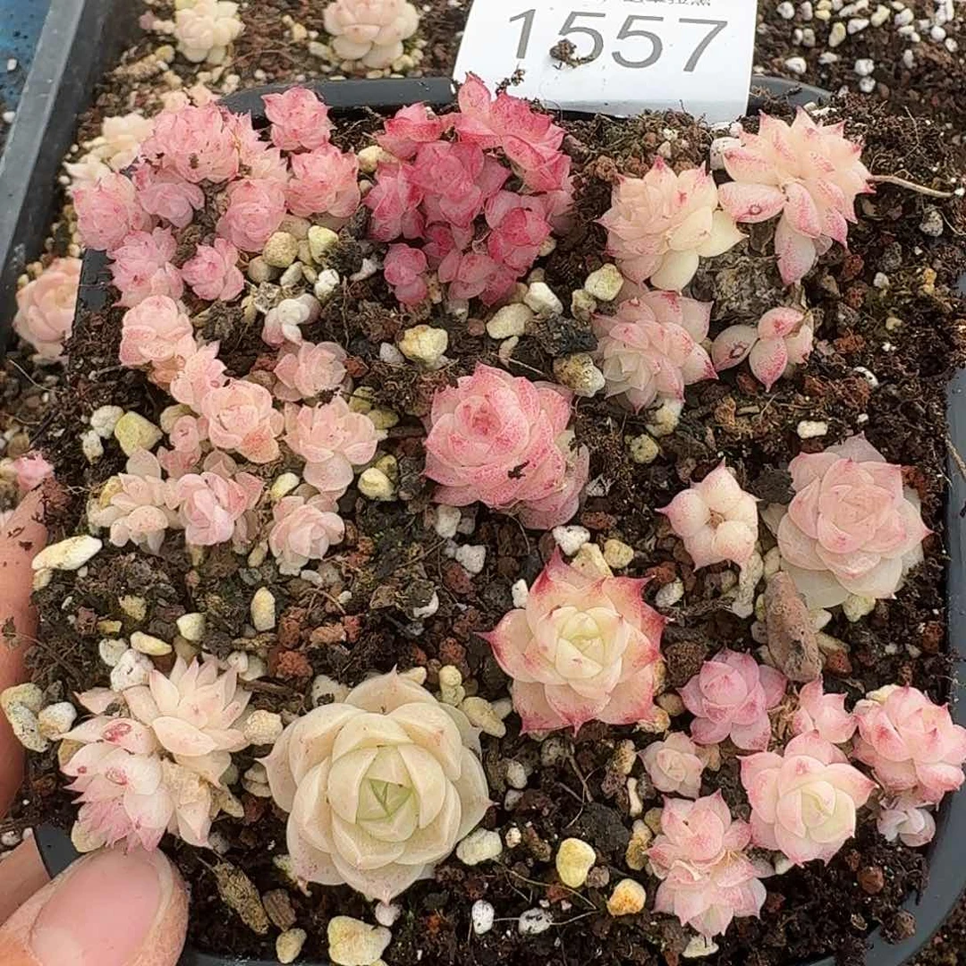 杂交新品珍妮多肉1557