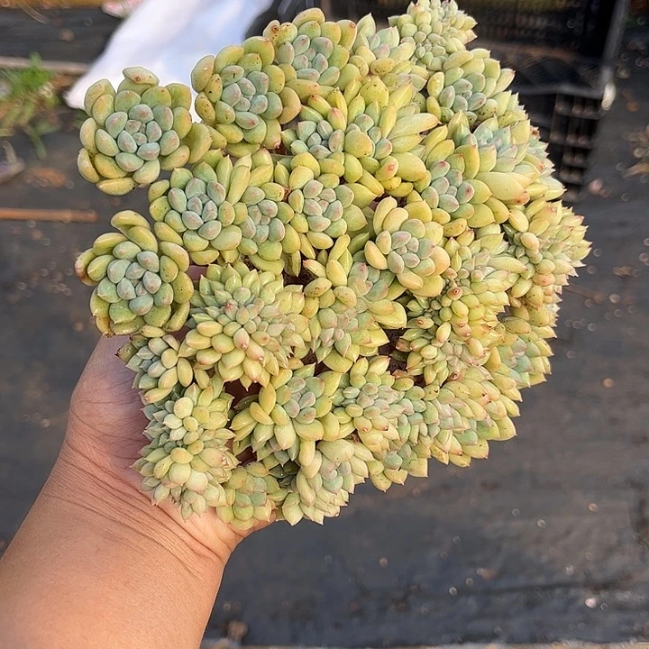 寄养多肉植物一物一拍