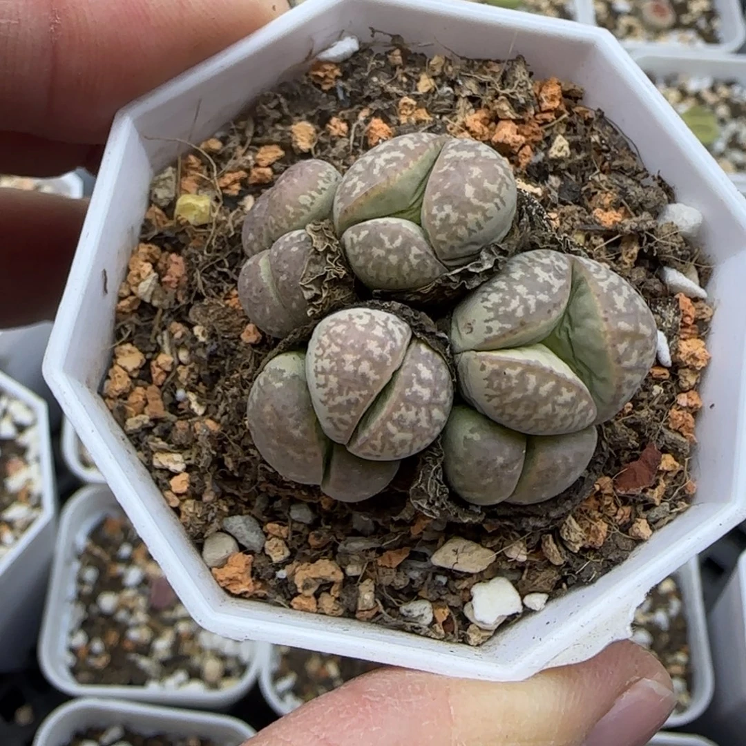 7头橙清玉群带2奔