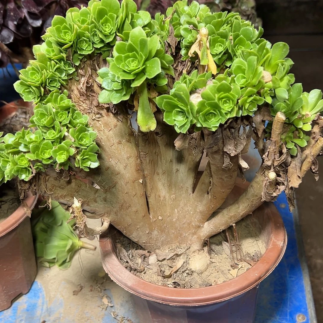 @***李多333肉植物绿羊绒母本