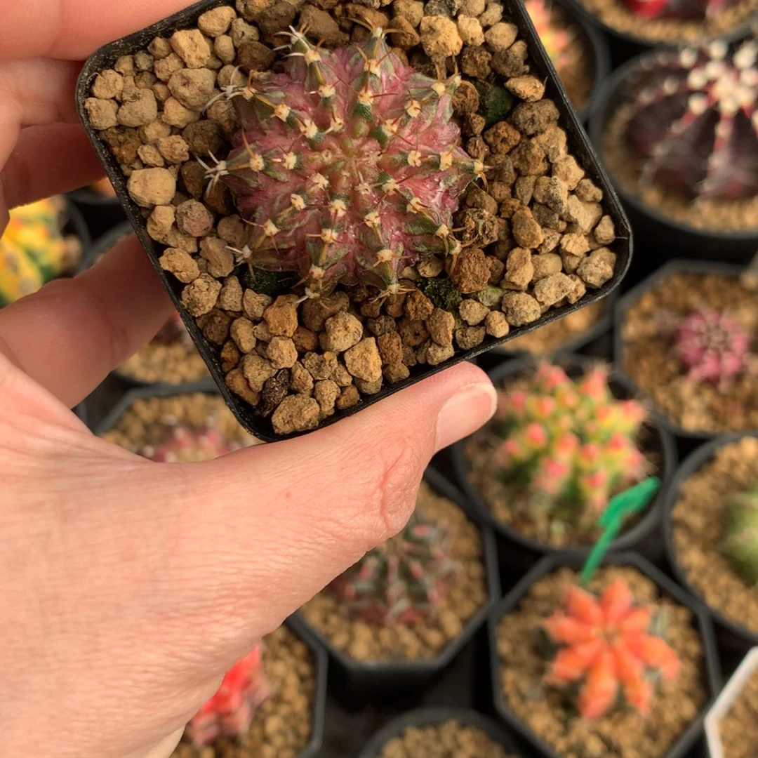 用****4仙人球一物一拍米哈