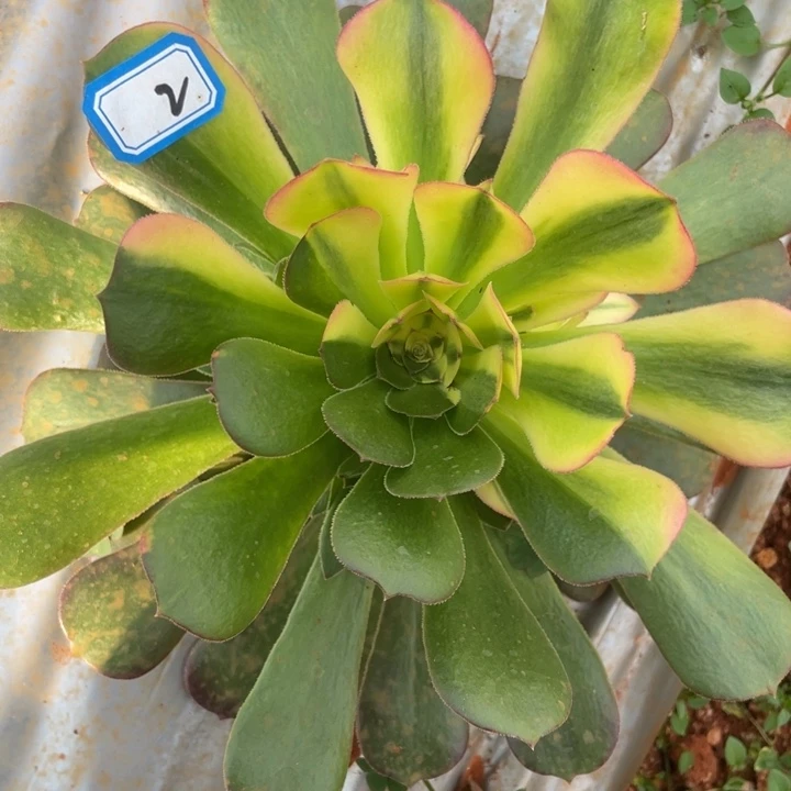 红陶2韶秀阴阳法师锦锦