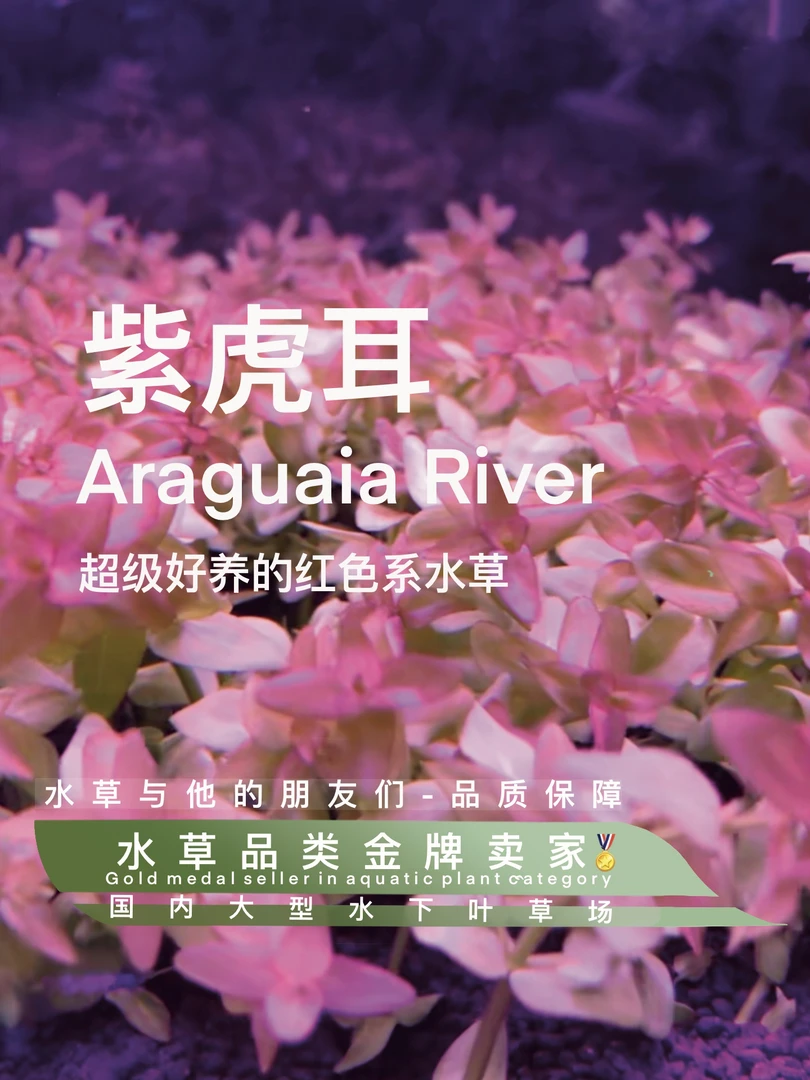紫虎耳真正水下叶一阴性水草大红叶水草红色水草工作自养水下叶