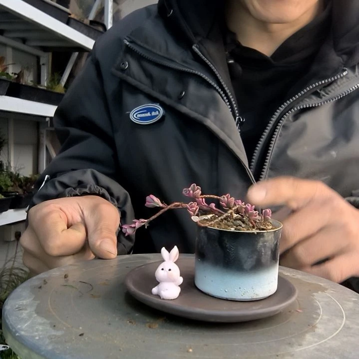 雅****程小盆景小植物一物一拍60