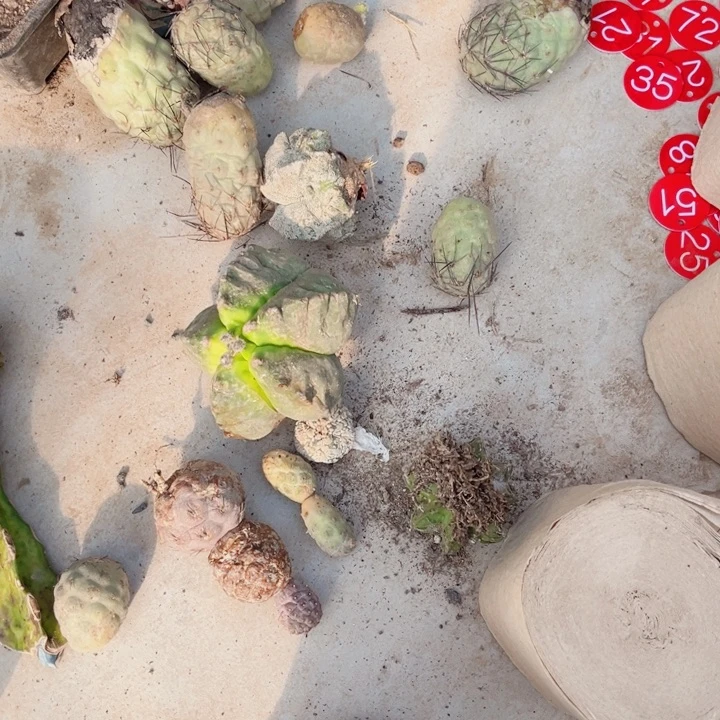 仙人球一墩开花嫁接