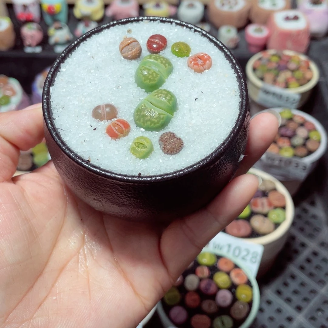 w1038 带盆土发货-零下地区拍保温箱