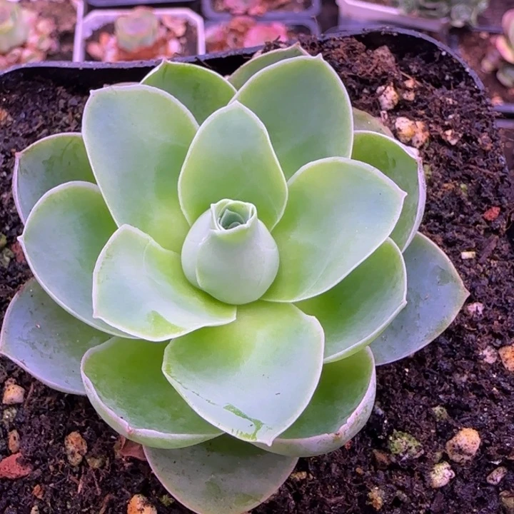 玉萍玫瑰7厘米12434243435