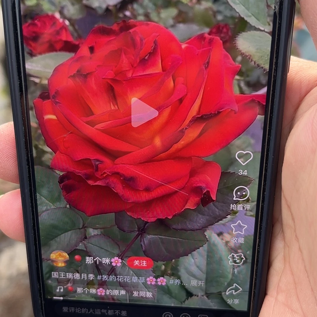 无花朵————-国王瑞德 福利款