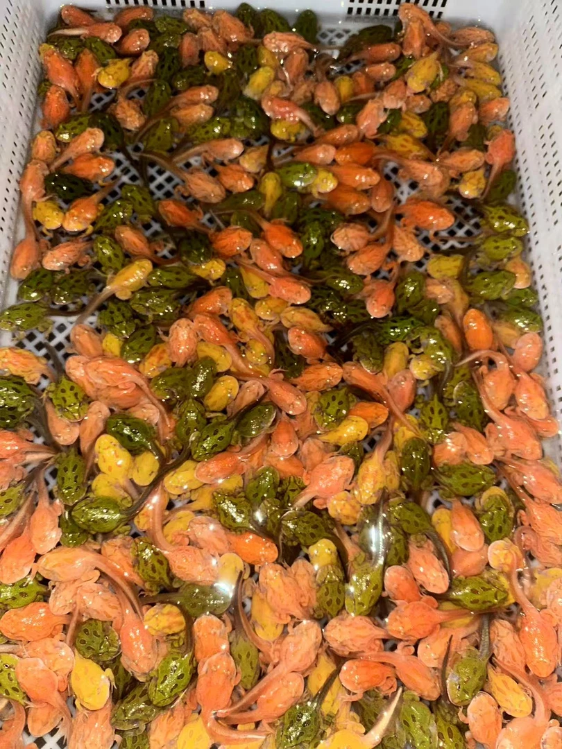 小角蛙苗在线售卖