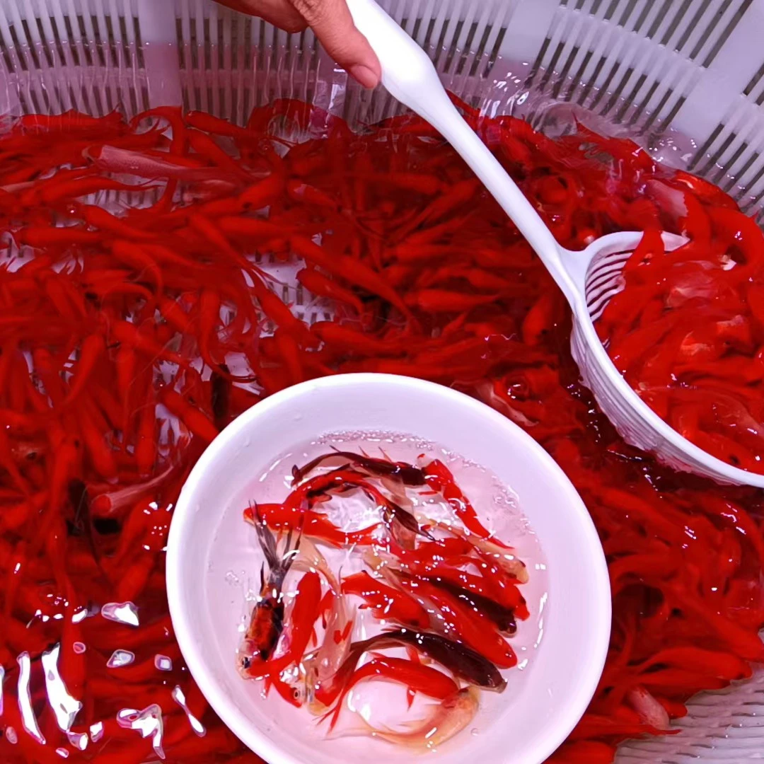 3-6公分！精品草金 保底39条 好养耐养