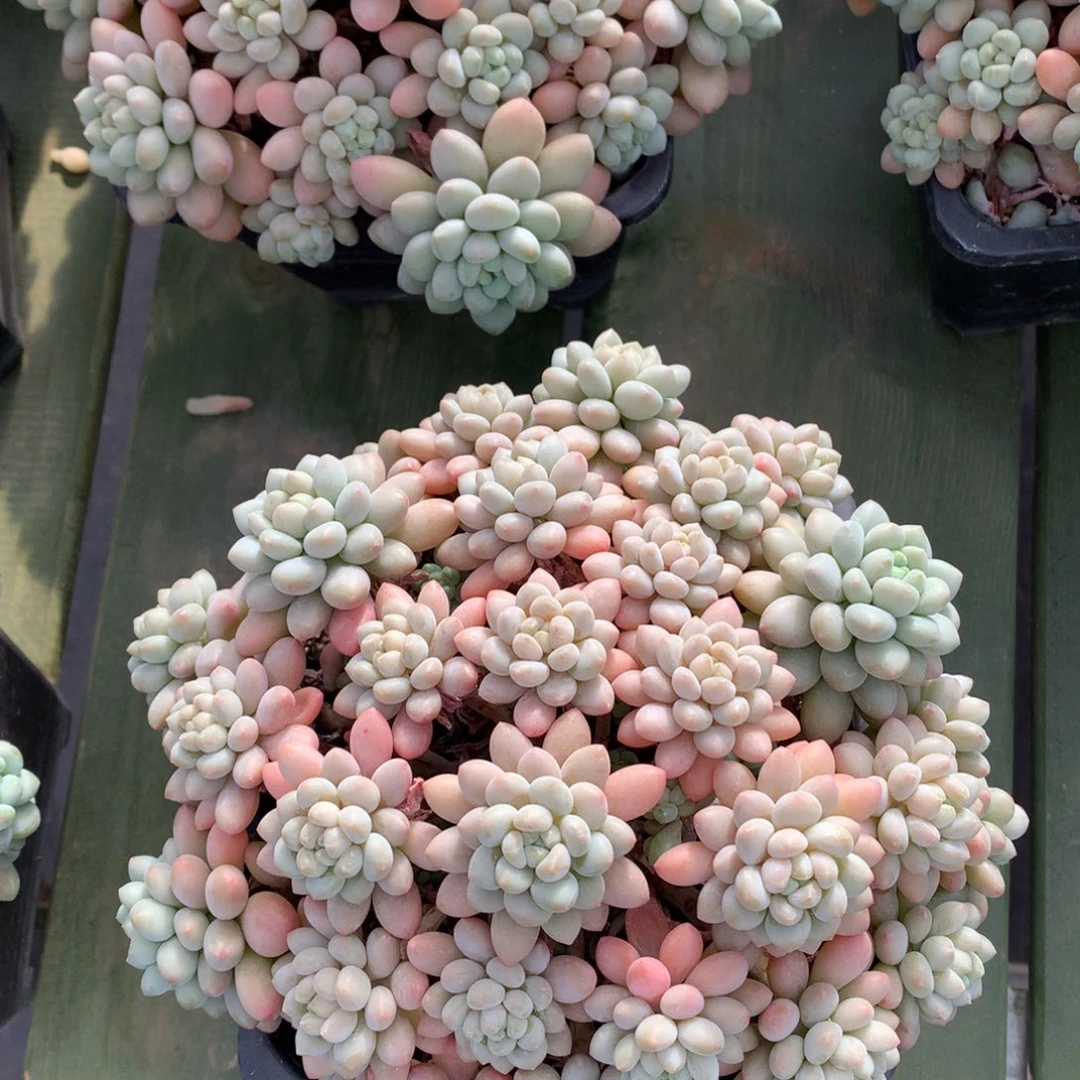 鱼子酱 满盆 一颗