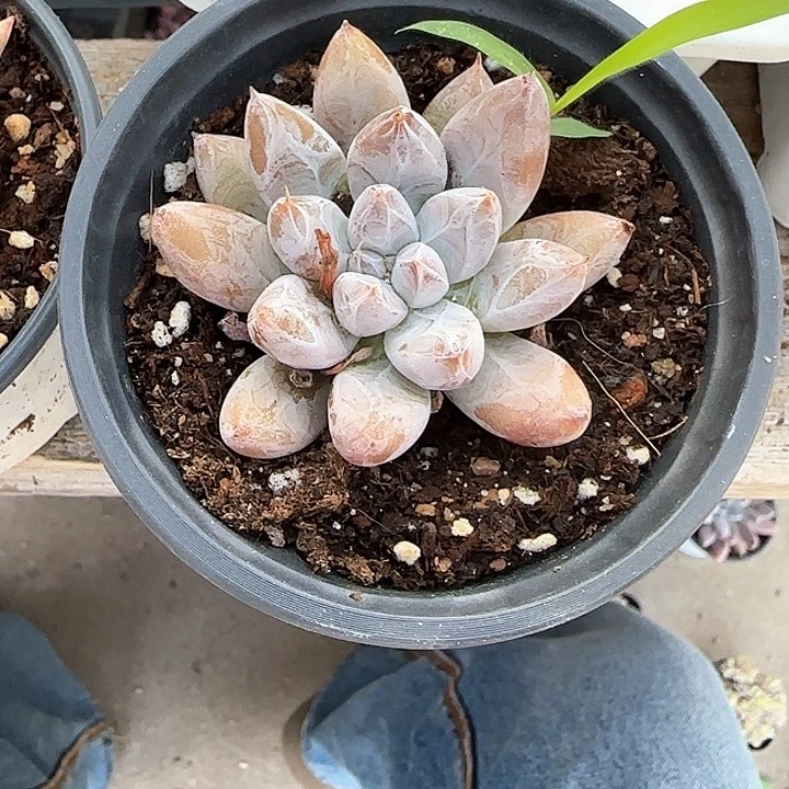 青蛙王子儿童牙膏111