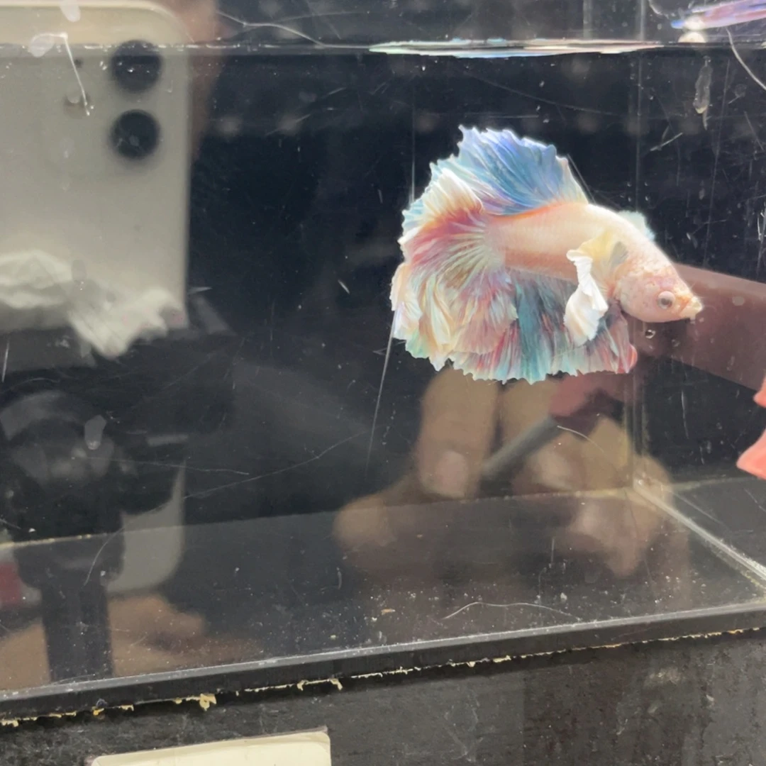 海水鱼Hahahahahshs 478