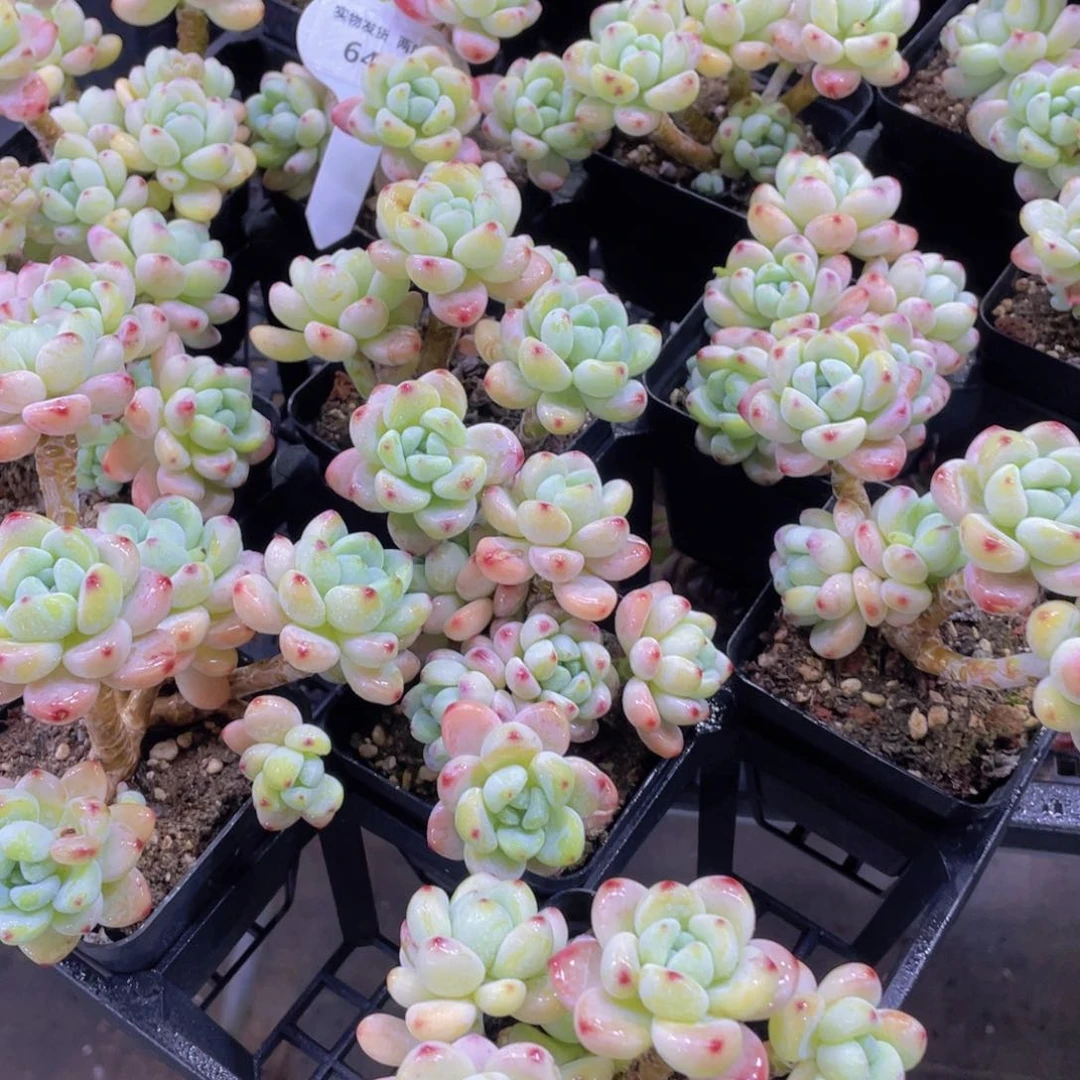 640号 老桩全状态罗琦老桩大群一个