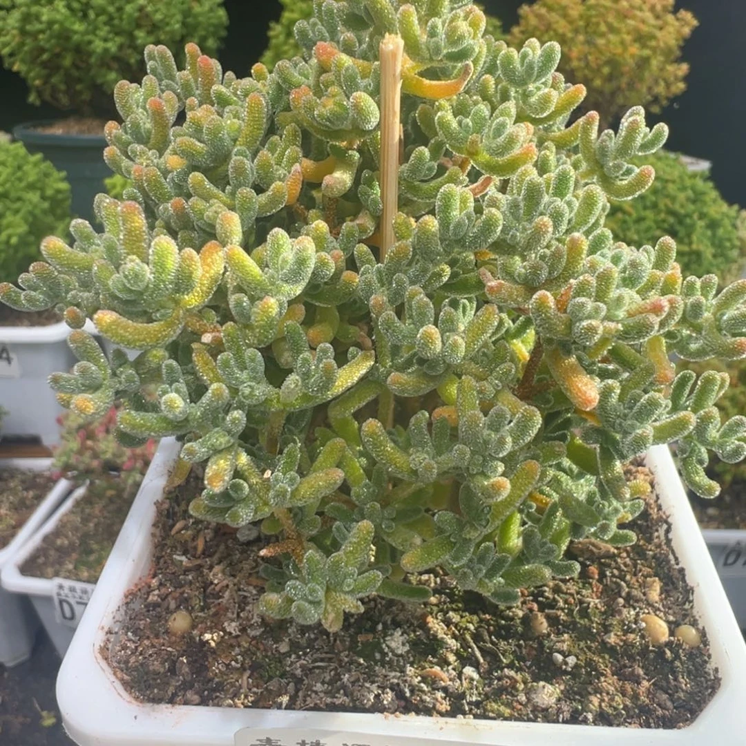 D7319冰橙一物一拍