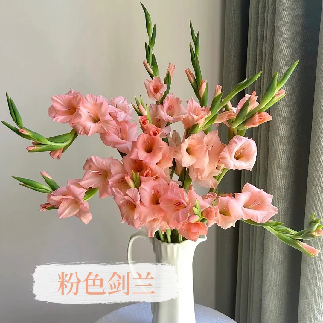 剑兰 唐菖蒲 高品质鲜切花 云南基地现采现发 顺丰包邮