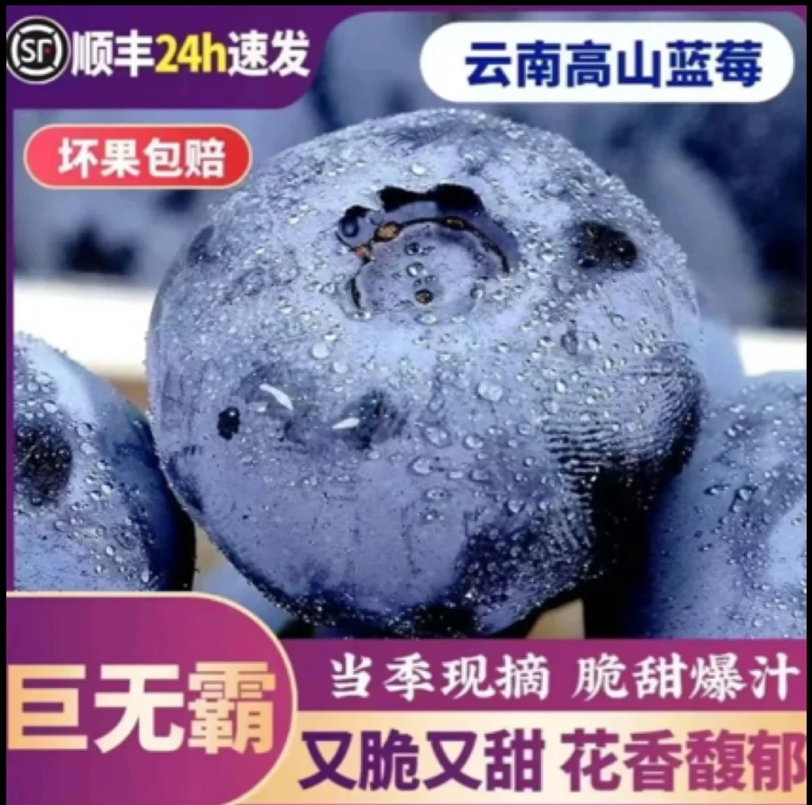 到手16盒 头茬大大果花香蓝莓 当天现摘现发  顺丰冷链发货