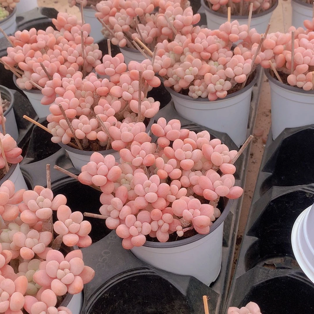 老庄鱼子酱345677889990