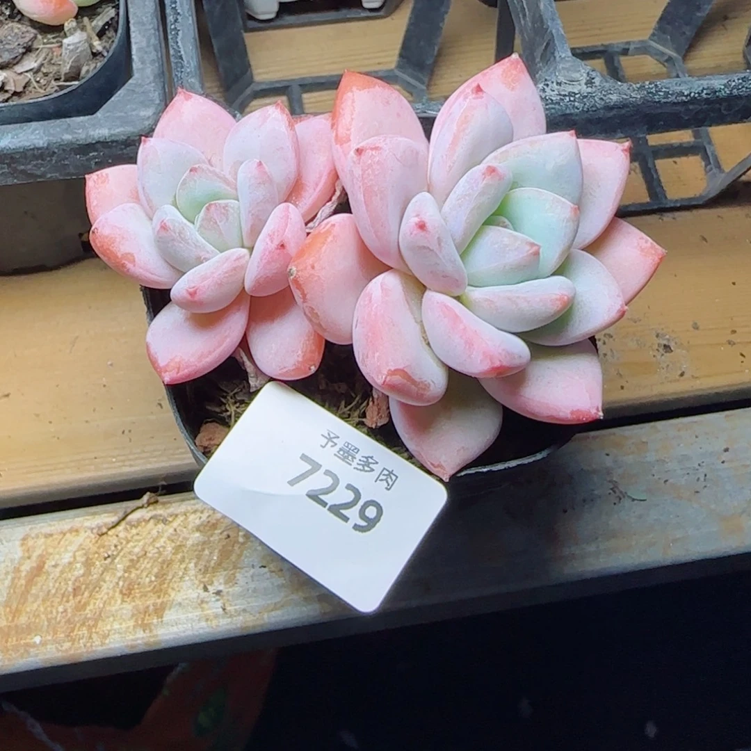 星星雪，7229多肉植物