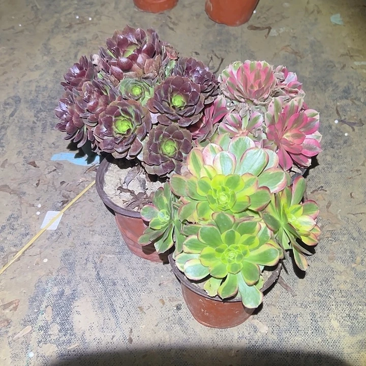 不包侧枝一物一拍25