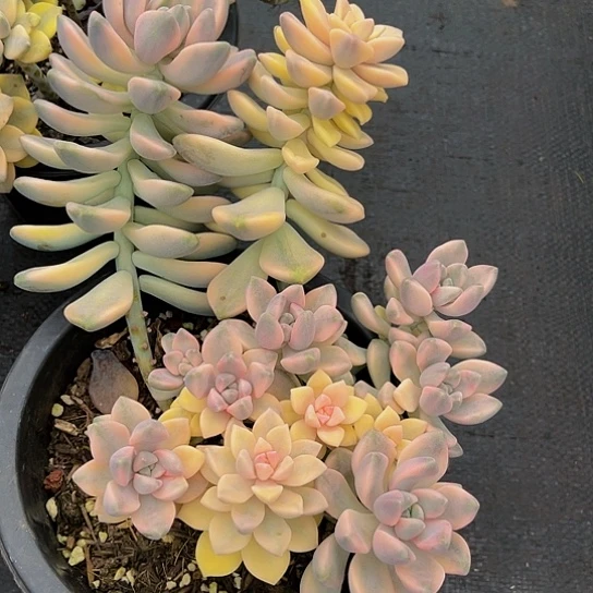 顽*兔美杏锦12023