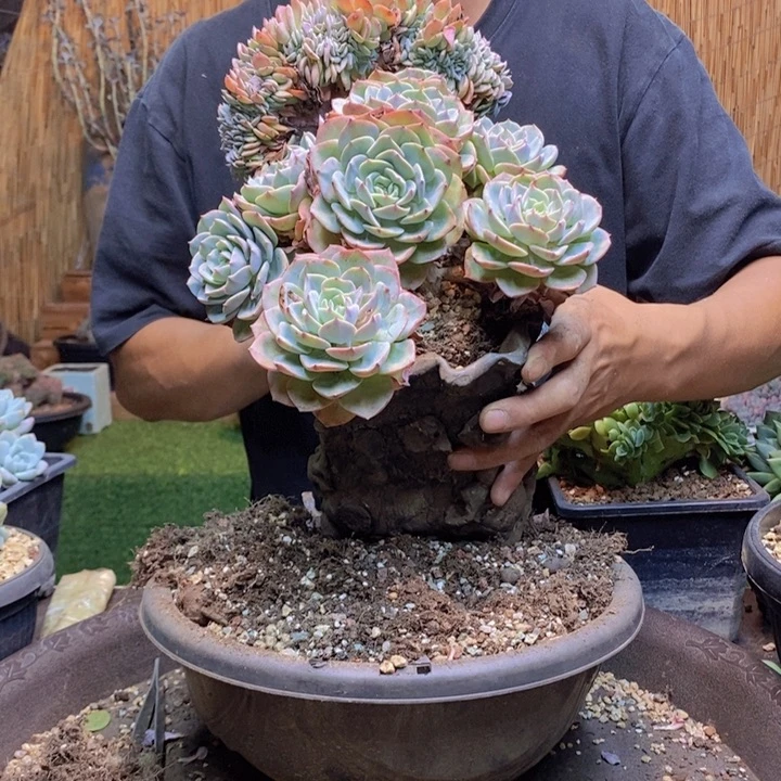 辰***宁602号海棠花多肉植物