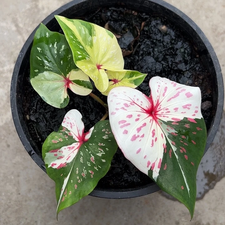 J***W92-1113众神聚会广东现货