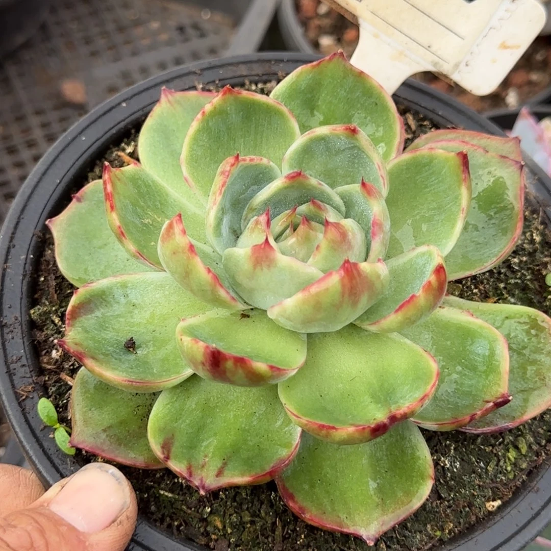 惊鸿一物一拍包装收缩花旱787