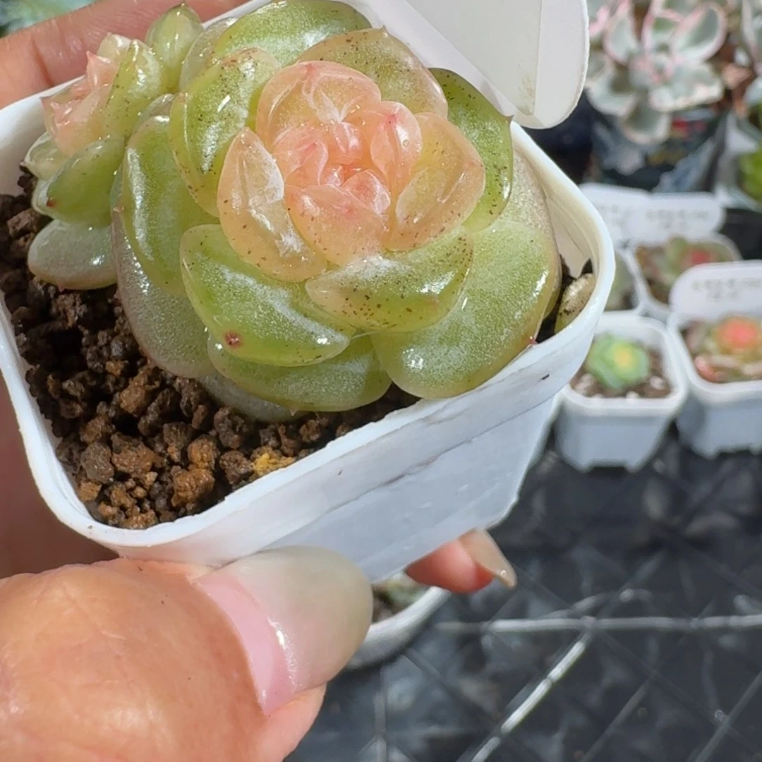 0724-053-抚云双头