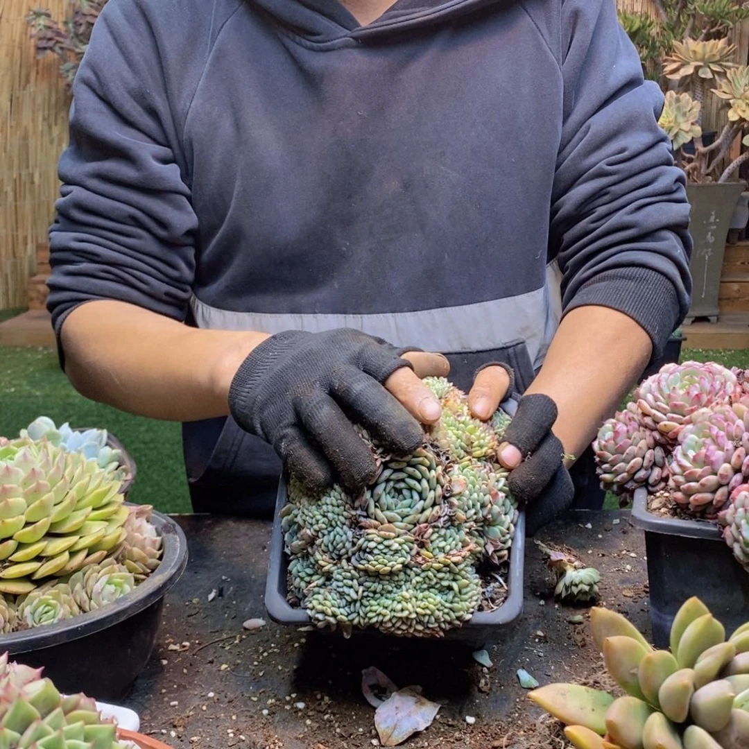 l****nC248号白胖子缀