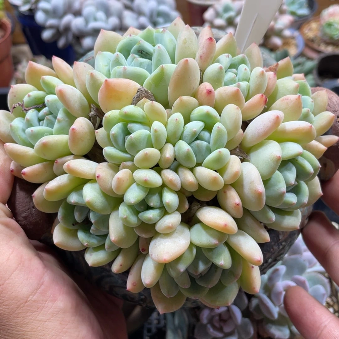 小*羊0540望舒不带盆13厘米