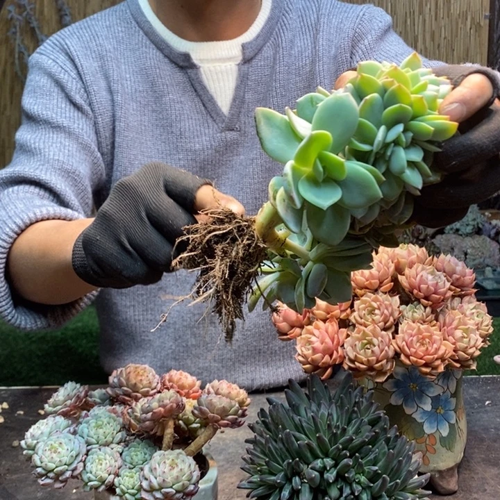 ****1333号白凤多肉植物