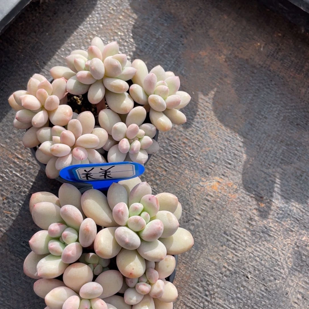 美*姐姐说要不就别吃