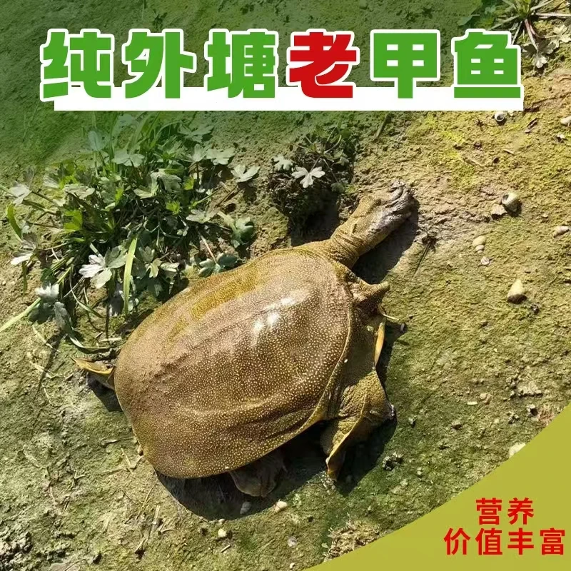 5年鲜活甲鱼新鲜捕捞老甲鱼公甲鱼王八老鳖团鱼水鱼