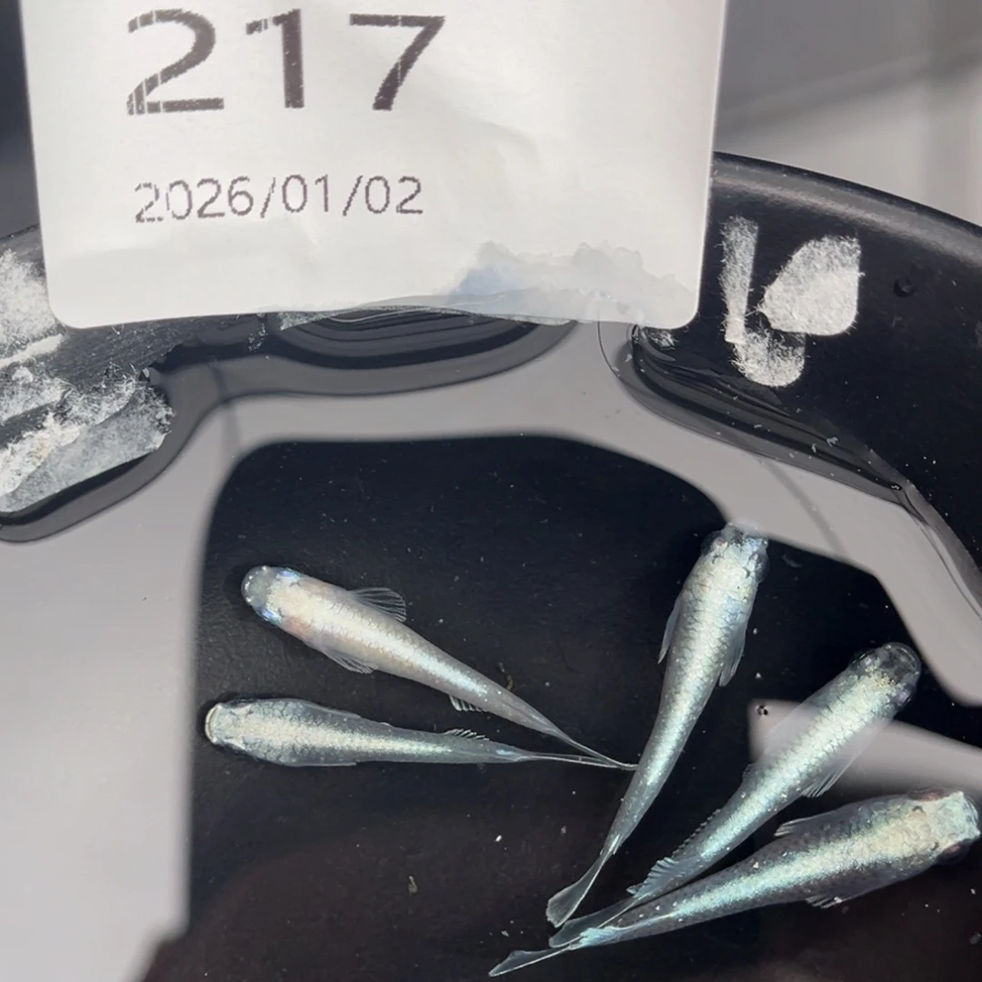 青鳉鱼217玛利亚宽鳍五尾