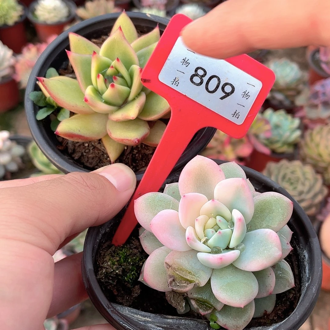 沈****809号两个一组多肉