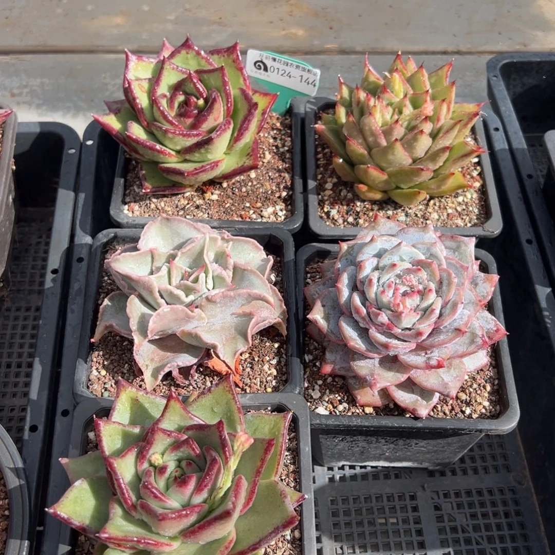 从前慢多肉精选编号0124.144