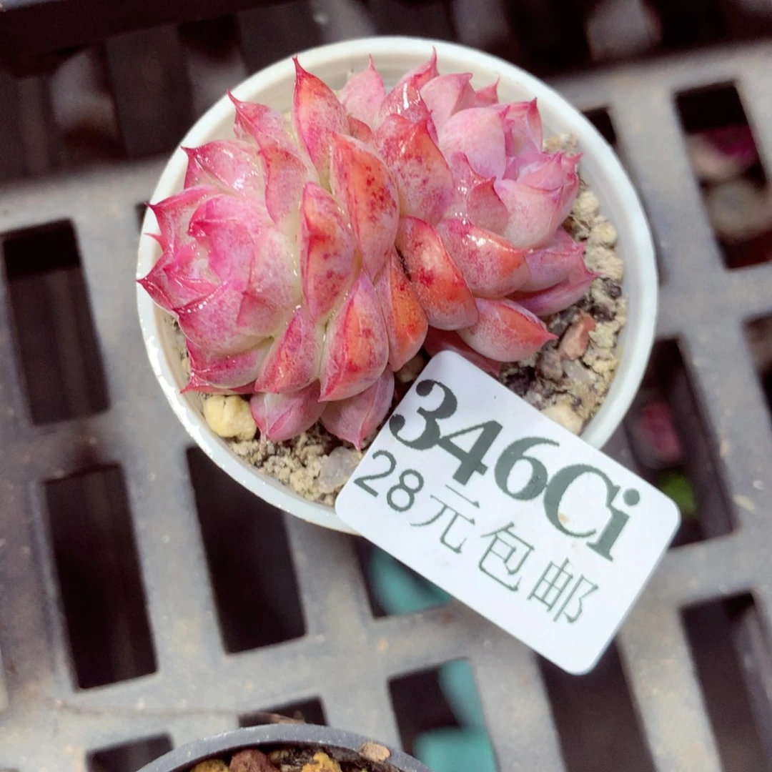 5厘米盆精控多肉346