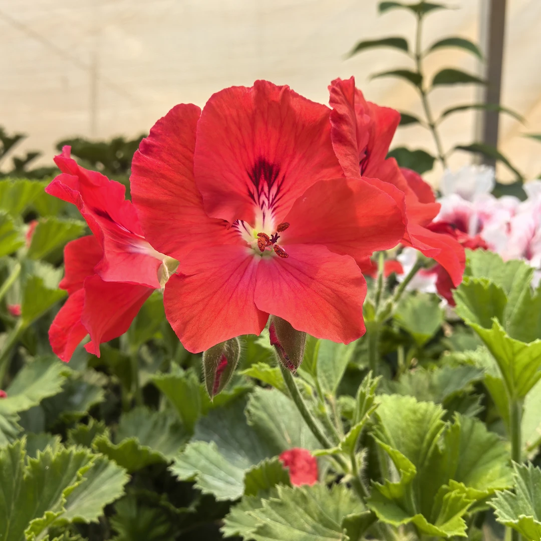 【小黄家】湖光落日蝴蝶梅盆栽带花四季开花室内阳台好养花卉