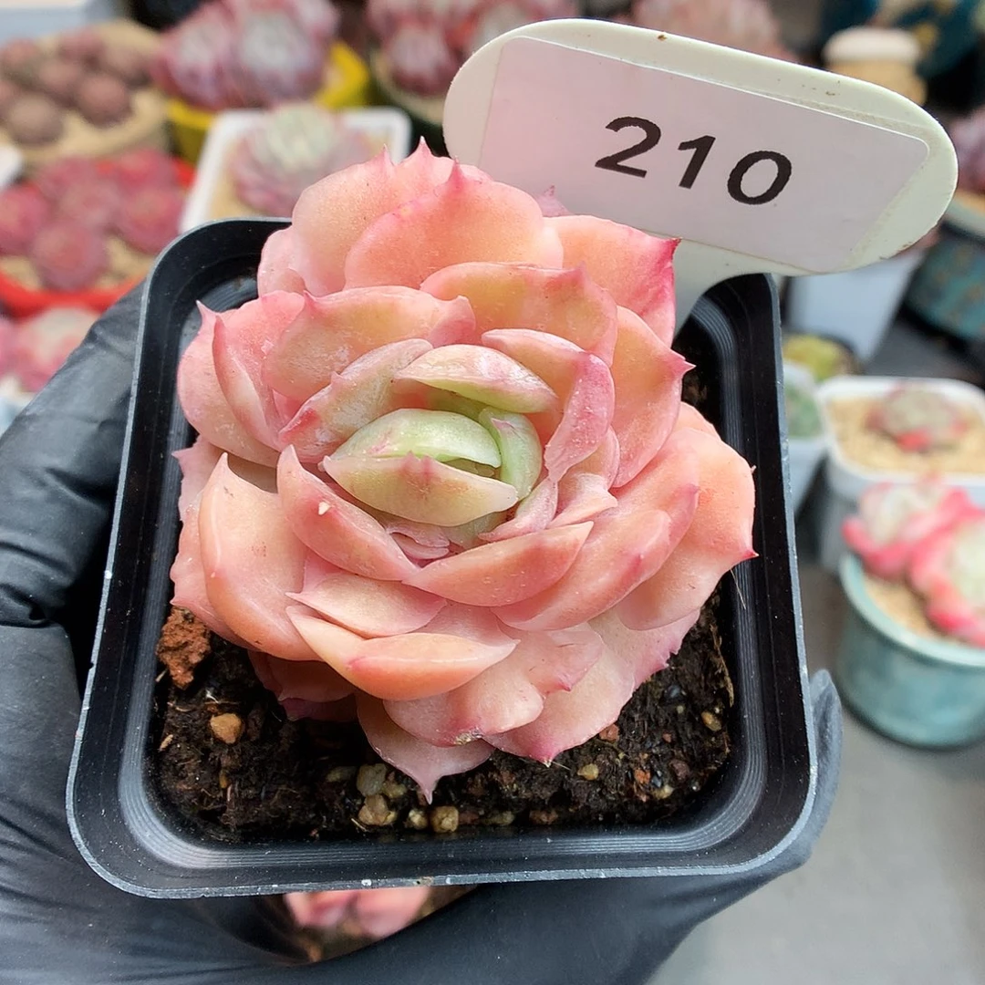 篮*210 昂斯诺石化多肉