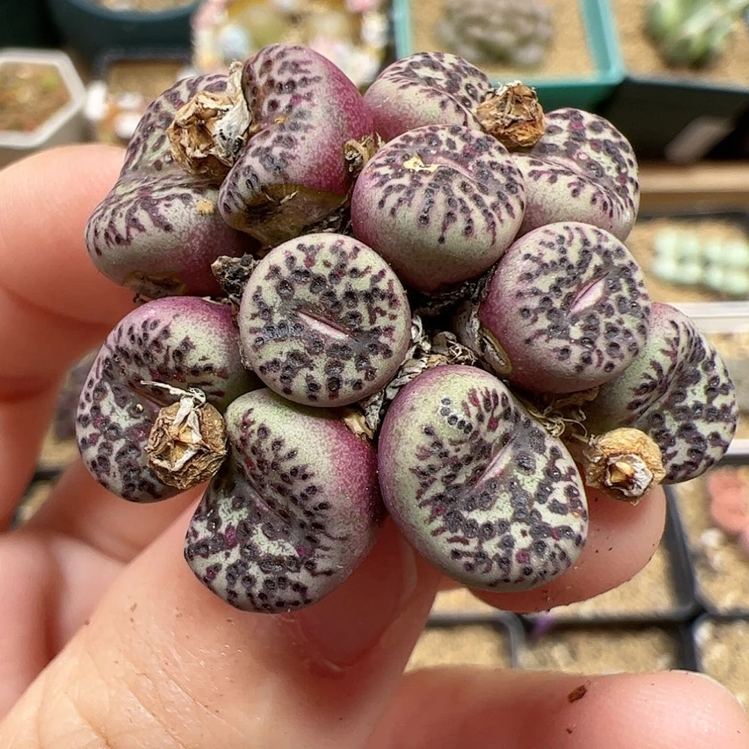 【闪购商品】132 开播福利