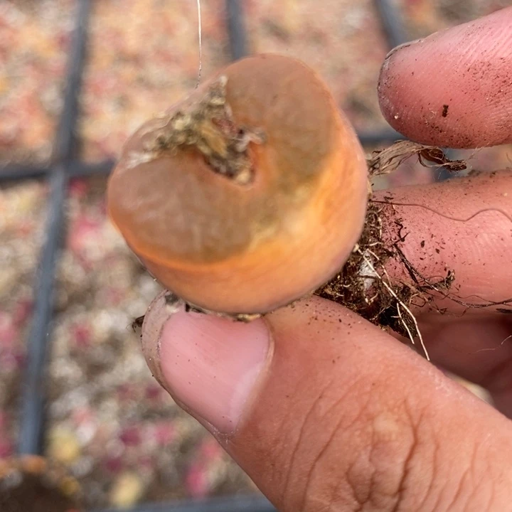 2131一颗一颗一颗