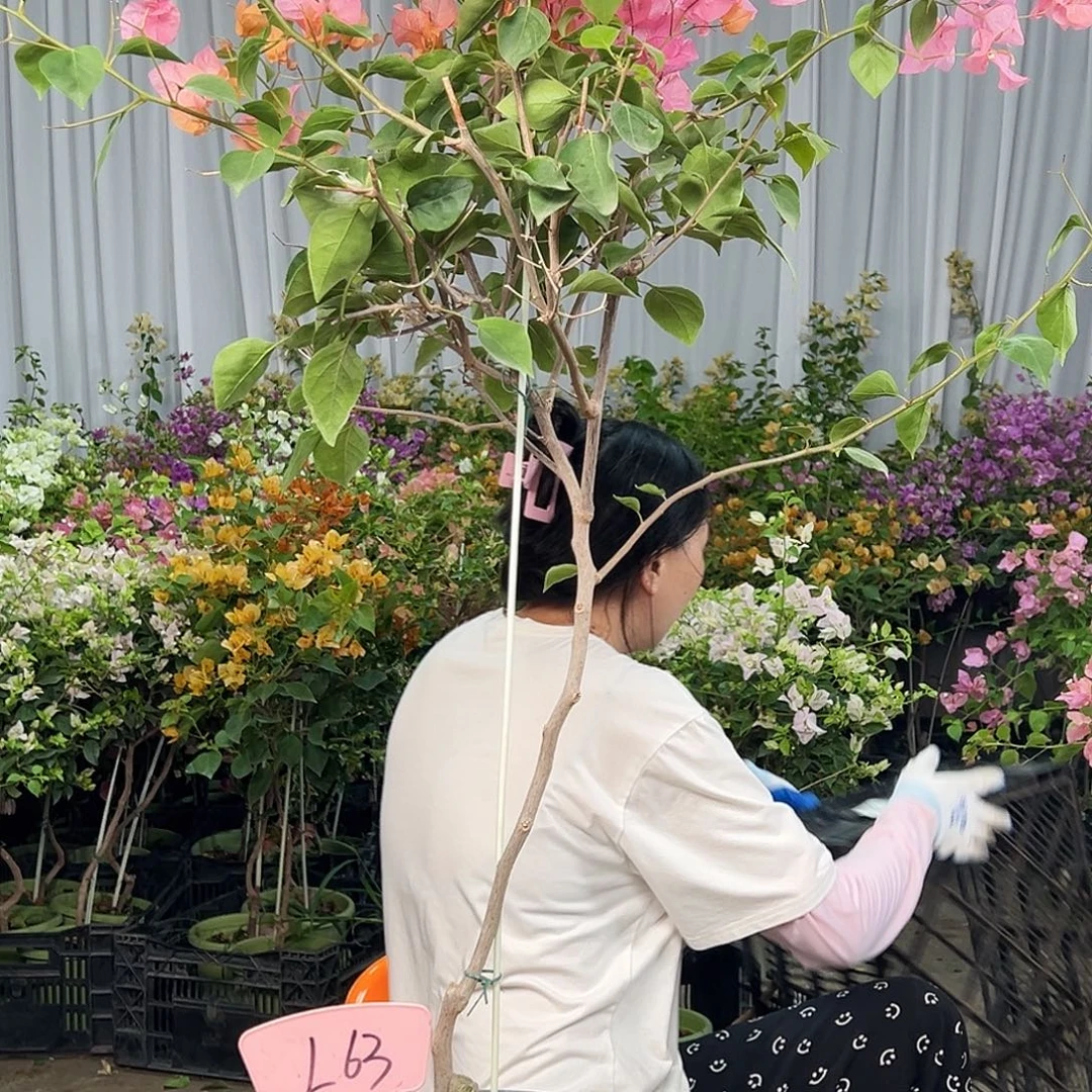 *****大部分花苞少量开放L63波妹