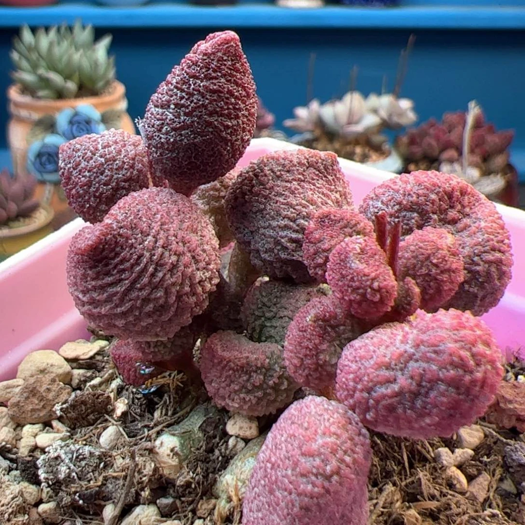 水蜜桃。